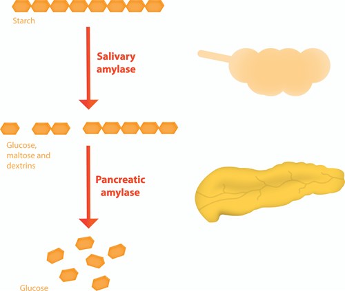 A diagram showing the digestion of starch into gucose